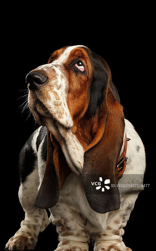 黑色背景下的巴吉度猎犬特写，印度尼西亚楠榜图片素材