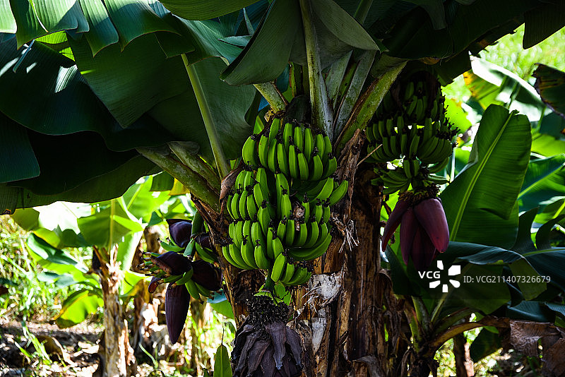 仰视巴巴多斯树上生长的香蕉图片素材