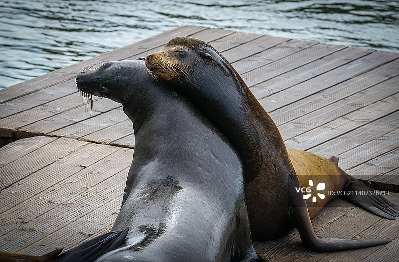 码头上海豹的特写图片素材