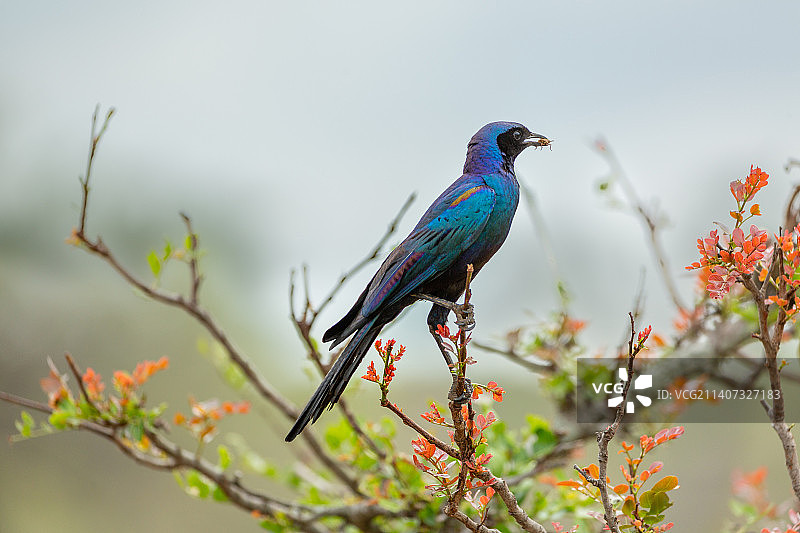 南非克鲁格国家公园，栖息在树上的椋鸟特写图片素材