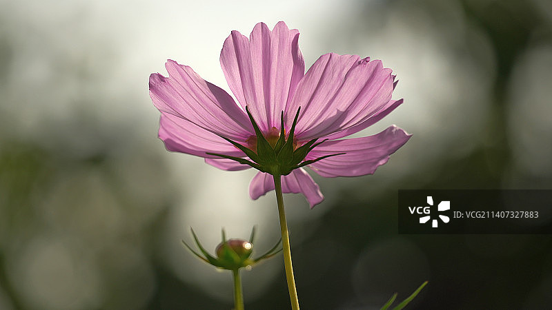 英国格里姆斯比粉色波斯菊花朵特写图片素材