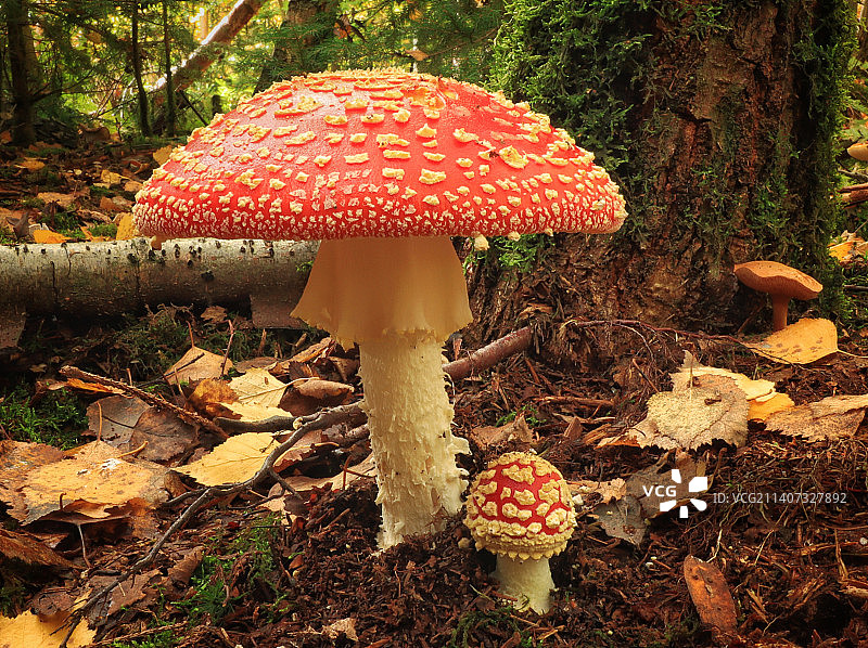 田野中生长的毒蝇伞蘑菇特写图片素材