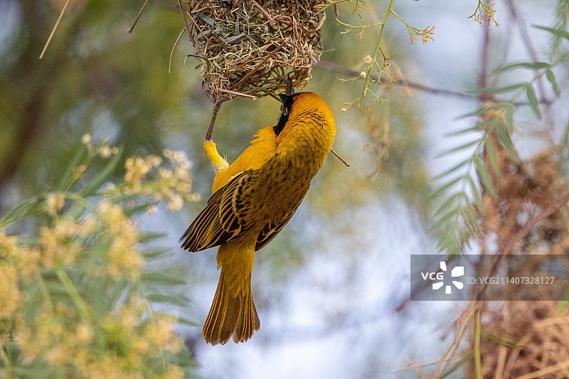 蒙面织巢鸟栖息在树上特写图片素材