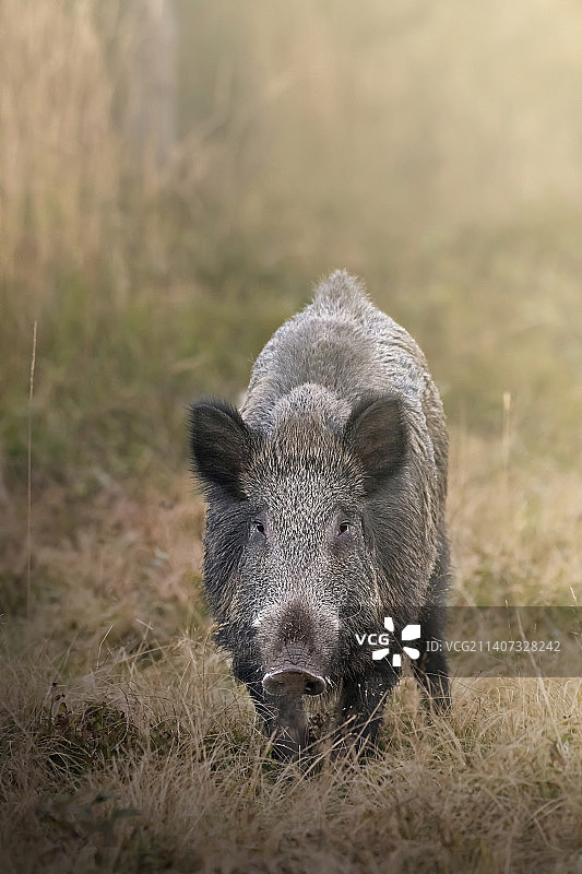 特写：意大利库内奥克里索洛蒙维索自然公园田野上的野猪图片素材