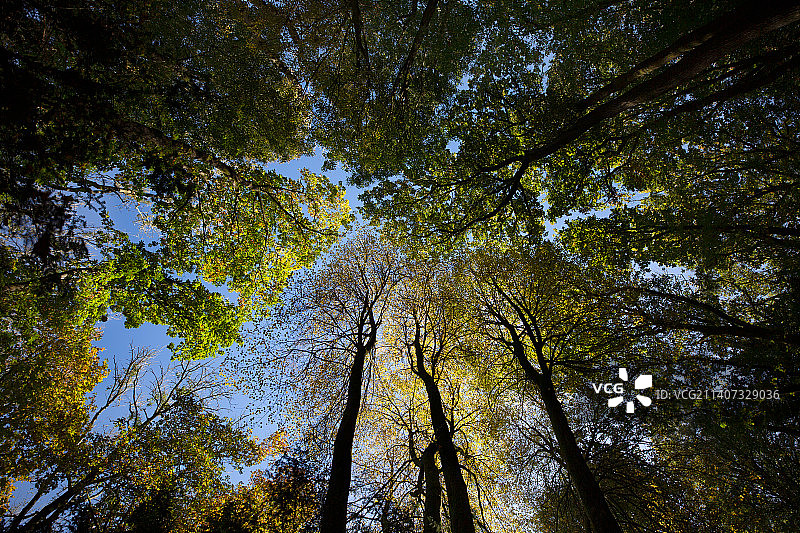 英国森林中仰视视角下的树木，映衬着天空图片素材