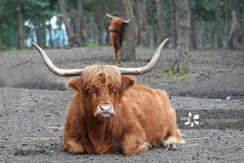自然环境中的美丽有角高地牛图片素材