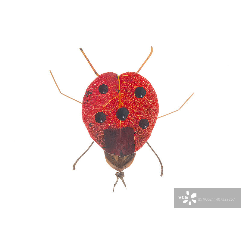 秋叶制作的瓢虫图片素材