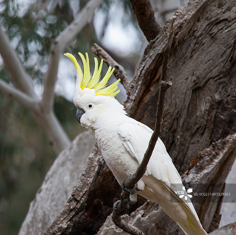 鹦鹉栖息在树上的特写，澳大利亚堪培拉图片素材