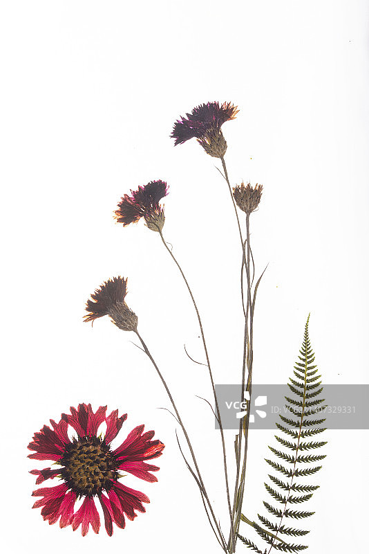 压制春夏季花朵，红色和紫色图片素材