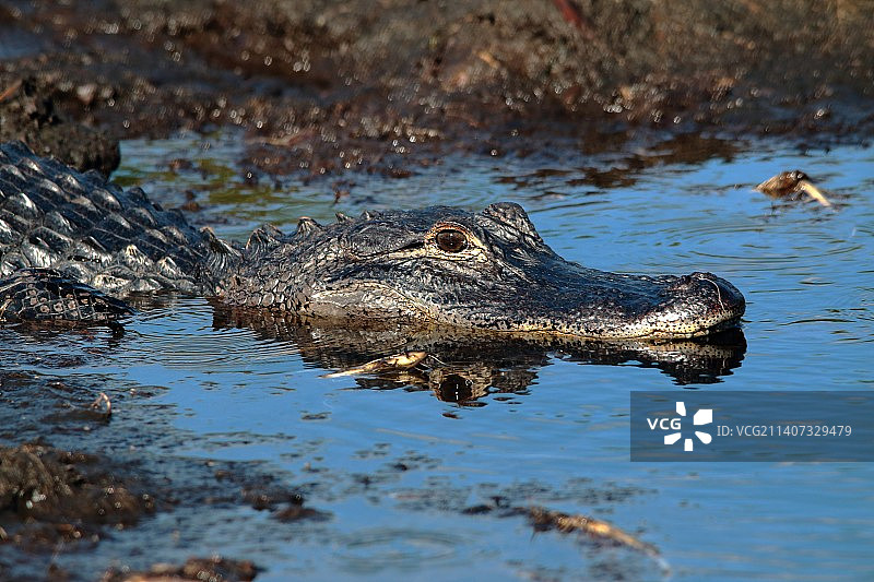 美国短吻鳄幼崽，地点：佛罗里达州基西米图片素材