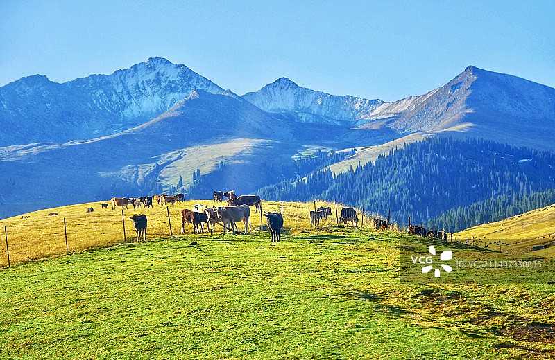 新疆伊犁那拉提大草原牧场秋天风光图片素材