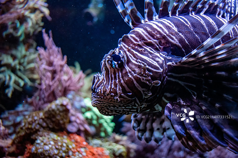 狮子鱼与斑马鱼在水族箱中畅游特写图片素材
