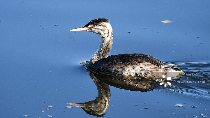 湖中游动的水鸟特写图片素材