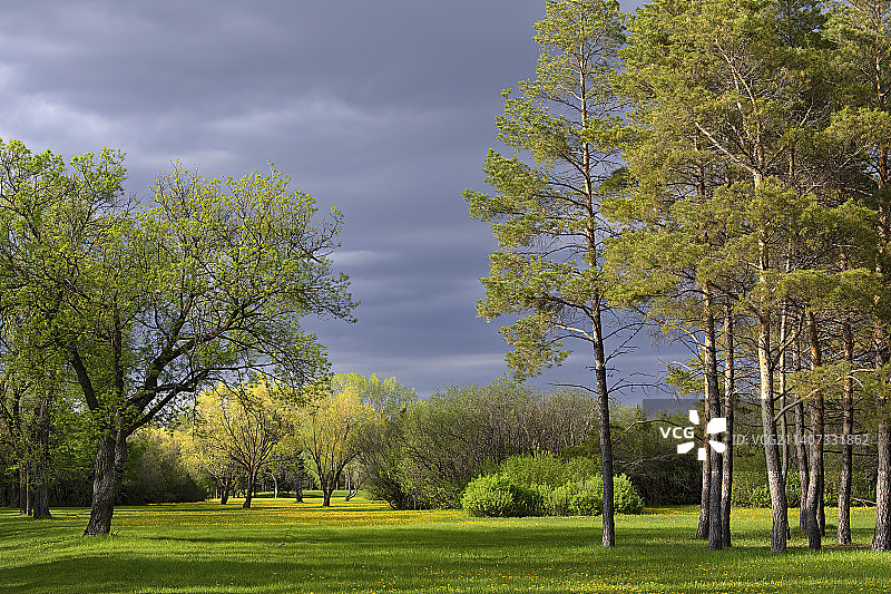 加拿大小尼托巴省温尼伯：田野上的树木与天空图片素材