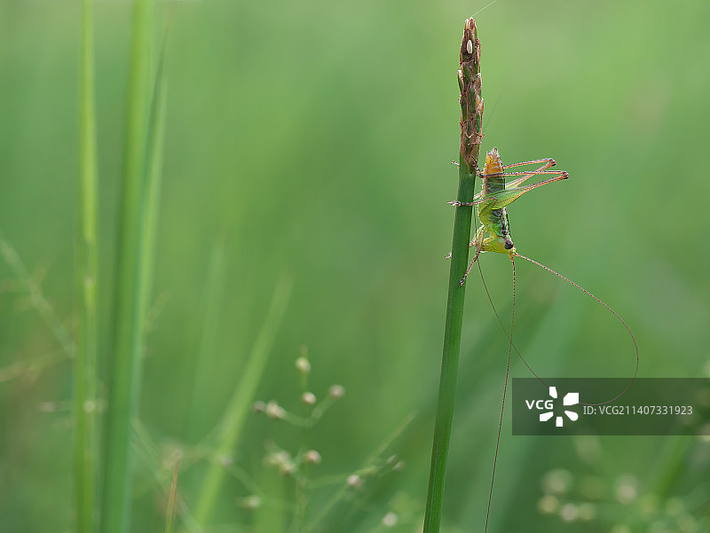 昆虫在植物上的特写图片素材