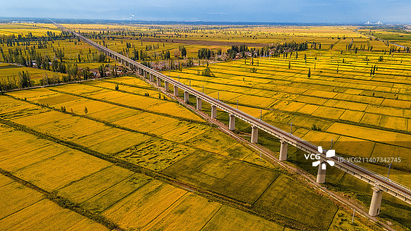 金秋黄河两岸，宁夏平原迎来金色稻田图片素材