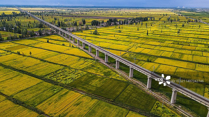 金秋黄河两岸，宁夏平原迎来金色稻田图片素材
