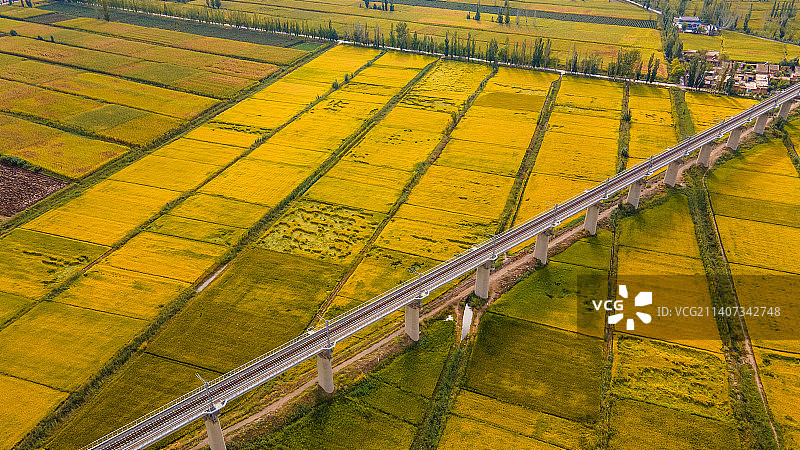 金秋黄河两岸，宁夏平原迎来金色稻田图片素材