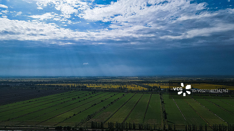 金秋黄河两岸，宁夏平原迎来金色稻田图片素材