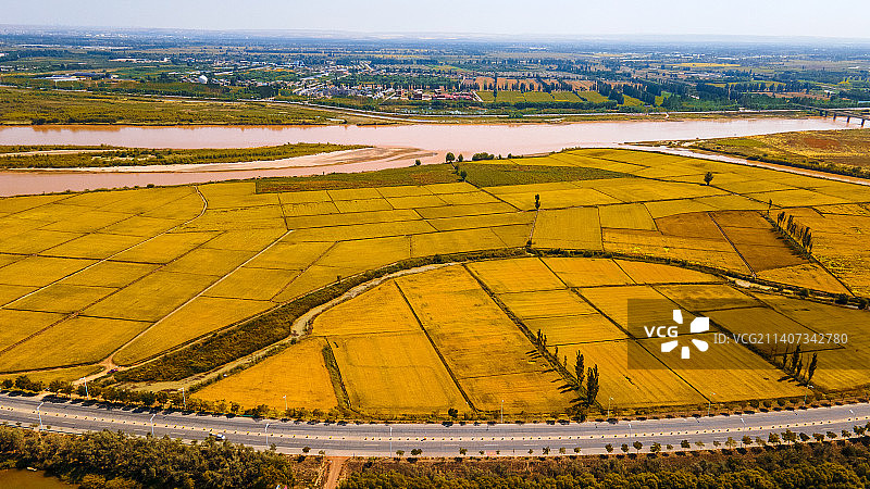 金秋黄河两岸，宁夏平原迎来金色稻田图片素材