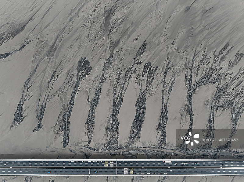 潮汐树图片素材