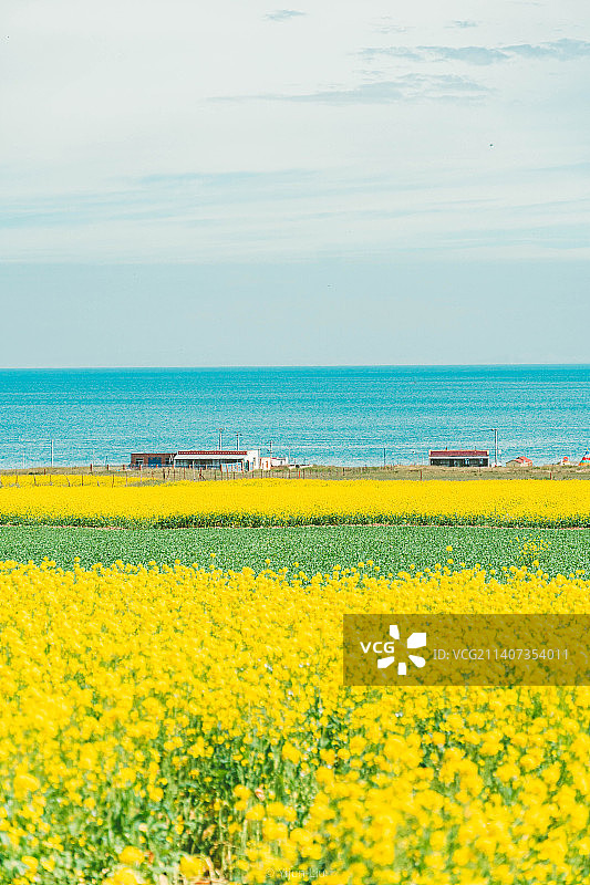 青海湖与油菜花图片素材