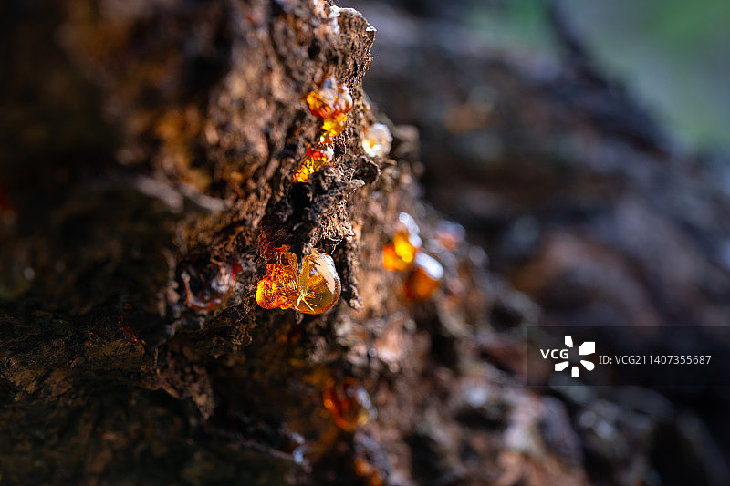 树上黄金：桃胶特写图片素材