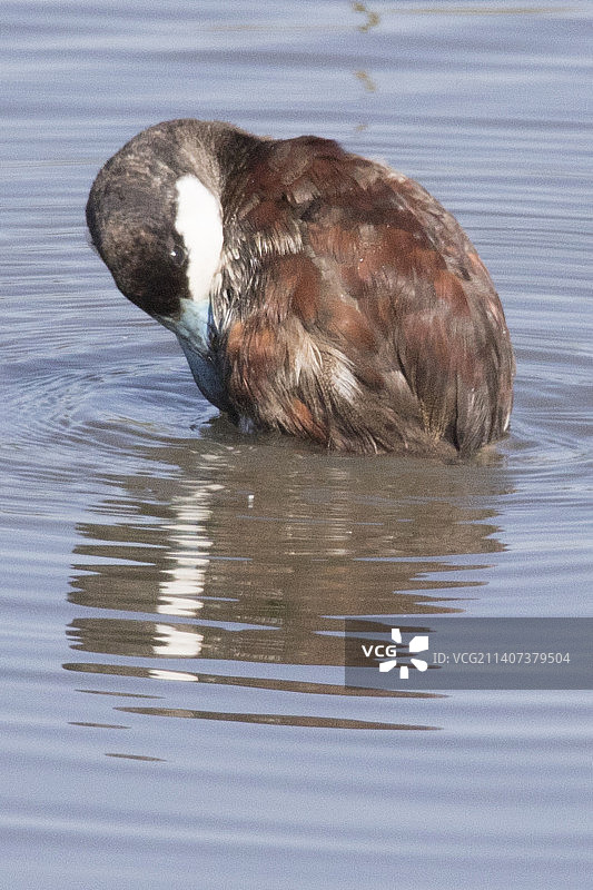 红鸭雄鸟梳理羽毛图片素材