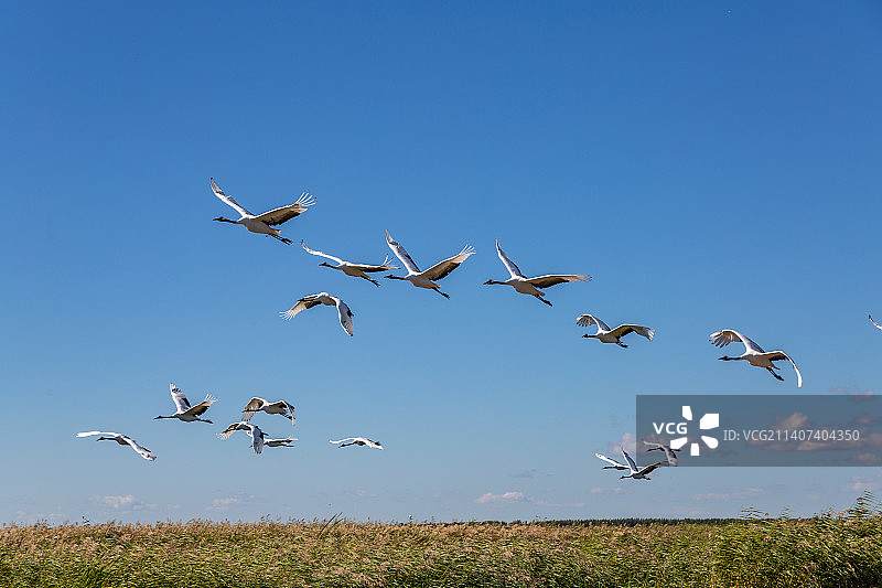 黑龙江省齐齐哈尔市扎龙国家级自然保护区天空中飞翔的一群丹顶鹤图片素材