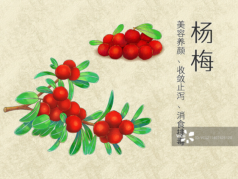 手绘水彩中药药材杨梅插画图片素材