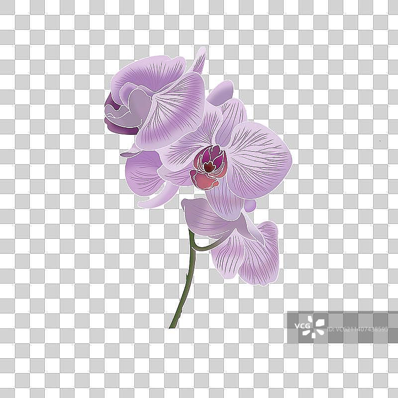 蝴蝶兰手绘插画图片素材