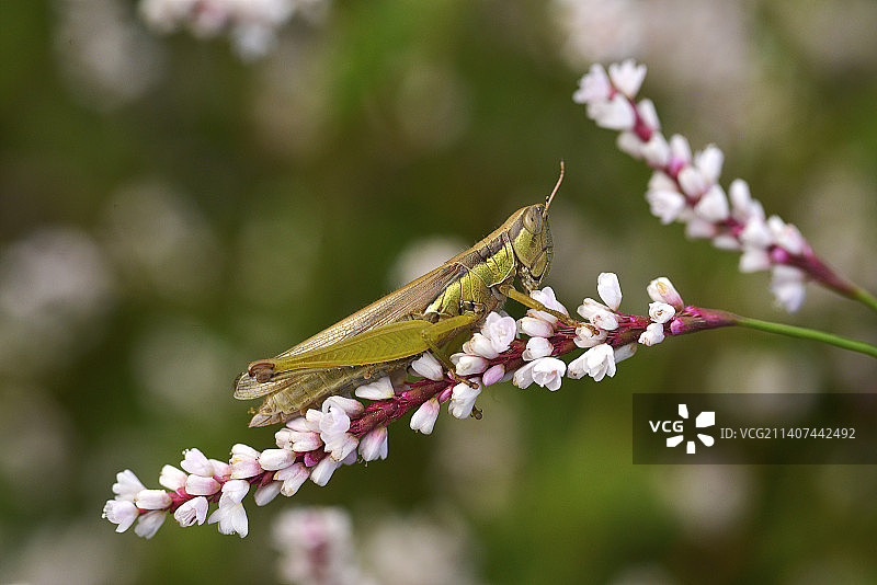 蝗虫与蓼图片素材