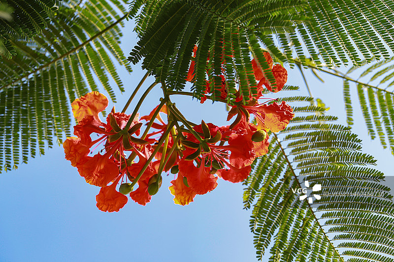凤凰花图片素材