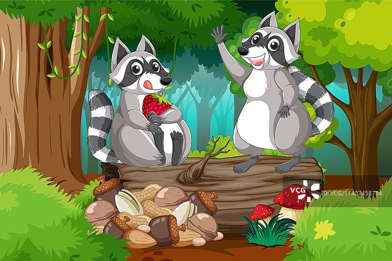 森林里的两只浣熊图片素材
