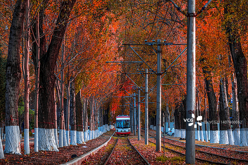 有轨电车与红叶景观图片素材