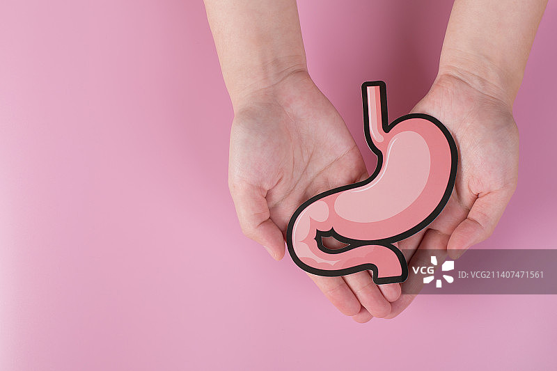 双手捧着人体器官胃模型图片素材
