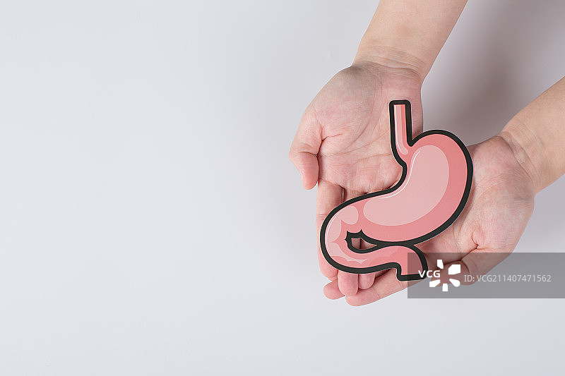 双手捧着人体器官胃模型图片素材
