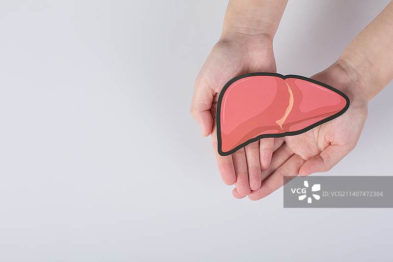 双手捧着人体器官肝脏模型图片素材