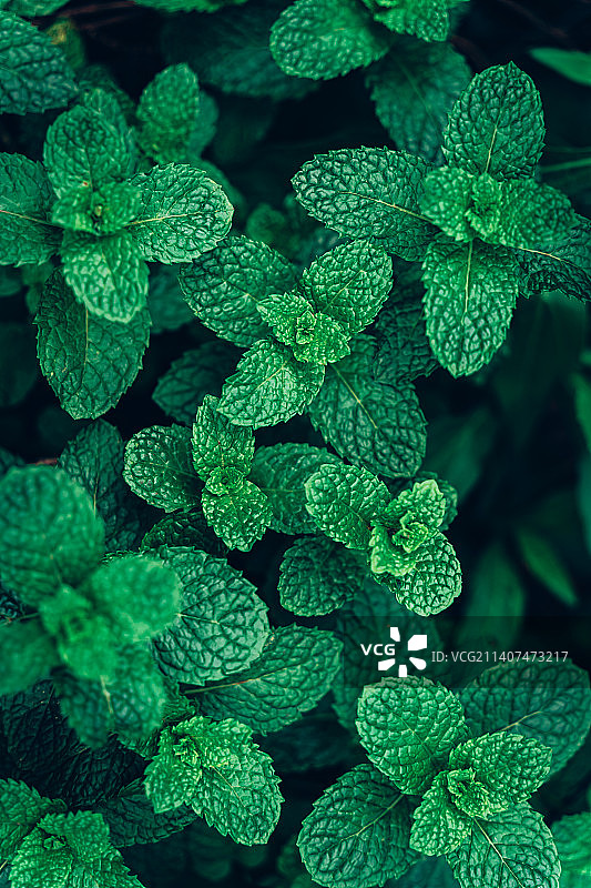 东方盐湖城薄荷叶图片素材