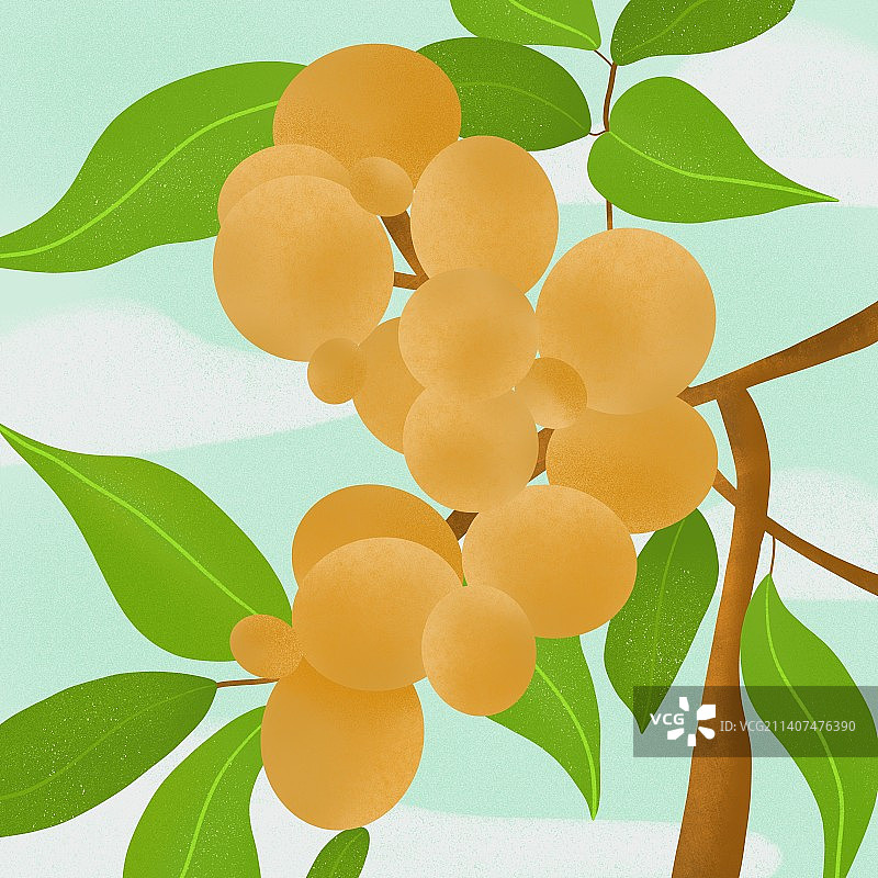 水果 桂圆图片素材