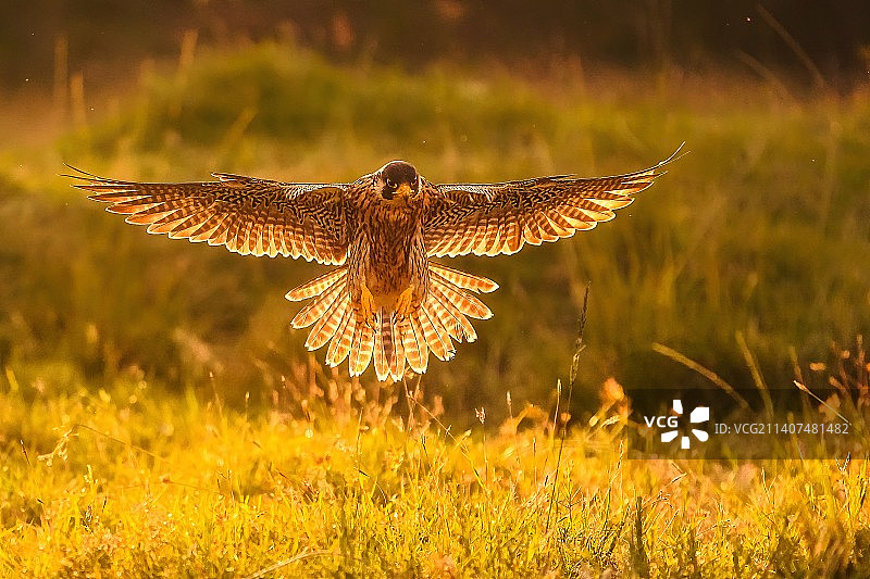 逆光下的游隼图片素材