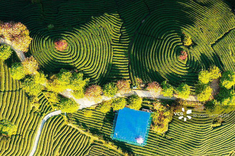 福建省龙岩市漳平市永福镇台品樱花茶园春季户外风光航拍正上方视角图片素材