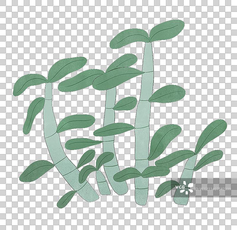手绘铁皮石斛图片素材
