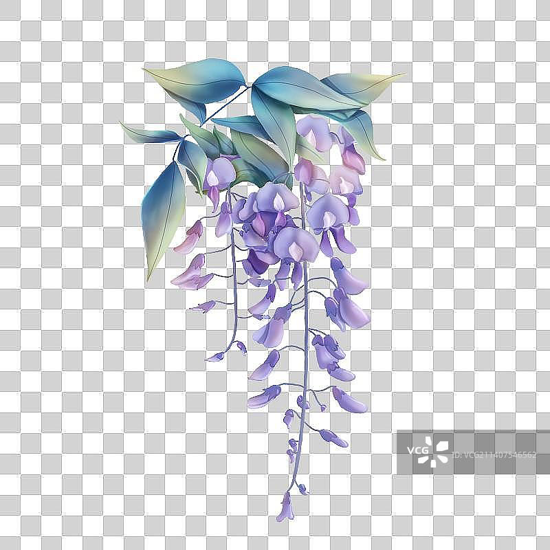 紫藤花图片素材