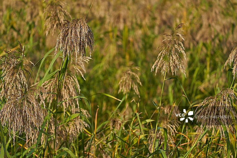 芦苇图片素材