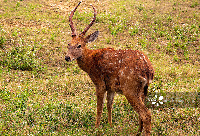 悠然自得的梅花鹿公鹿图片素材