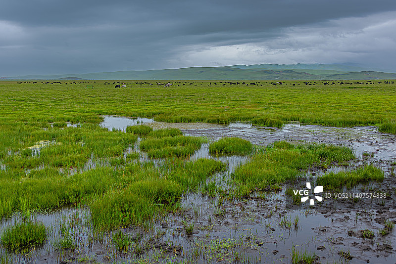 雨后的大草原！图片素材