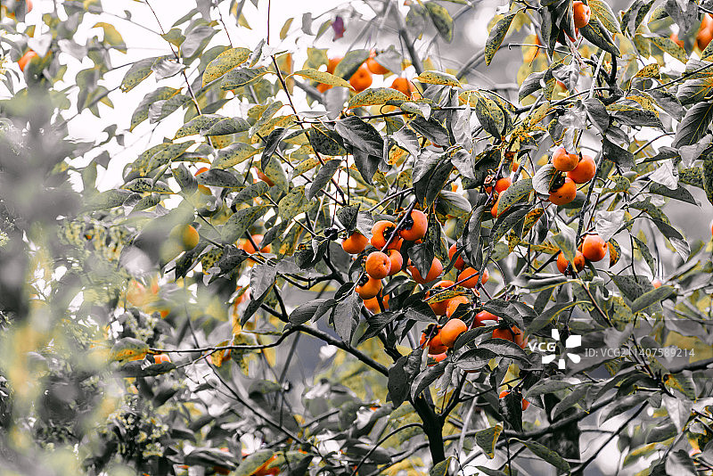 秋天的杭州孤山公园图片素材