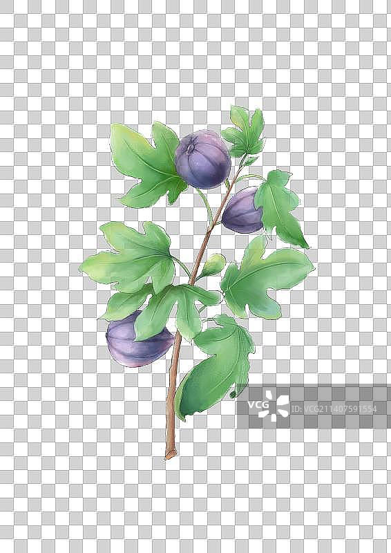 无花果图片素材