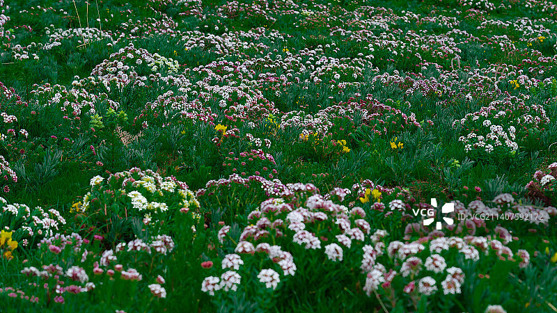 盛开的狼毒花图片素材